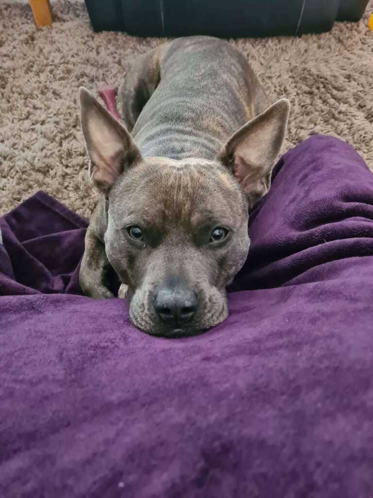 An image of Darla, Roy and Tash's staffy, lying on a purple blanket.